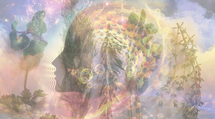 Mystical Herbs for Lucid Dreaming: