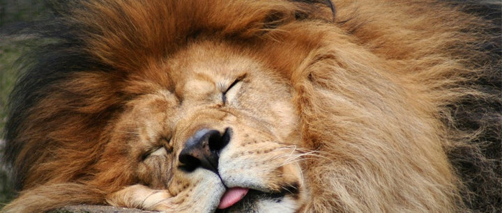 Why Don’t I Dream?