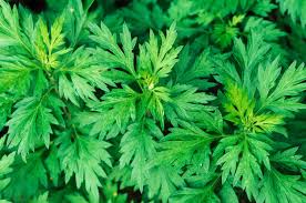 Mugwort: a mystical sage for lucid dreams